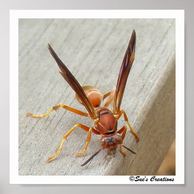 O Wasp! Pôster (Frente)