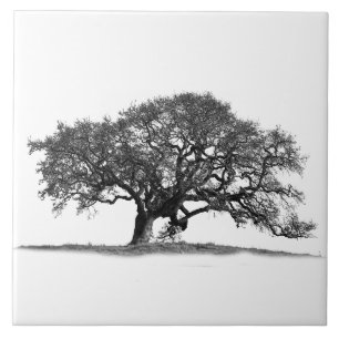 OAK ÁRVORE EM BRANCO