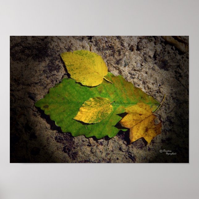 Oak Maple Deixa Impressão (Frente)