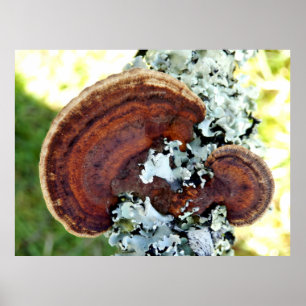 Oak Mazegill Fungus Poster