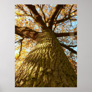 Oak Tree Poster