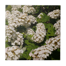 Oakleaf Hydrangea Azulejo cerâmica