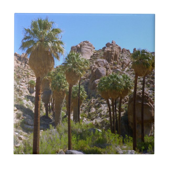 Oásis Lost Palms I no Parque Nacional Joshua Tree (Frente)