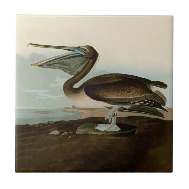 Obras de Arte de John James Audubon Pelicano Marro (Frente)