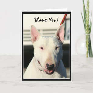 Obrigado cartão de bull terrier