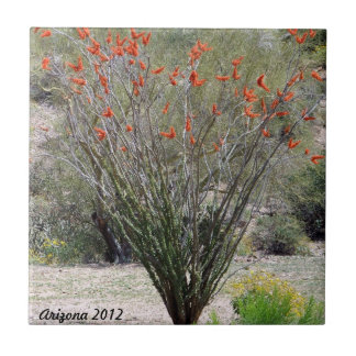 Ocotillo da arizona