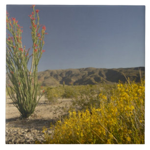 Ocotillo e senna do deserto