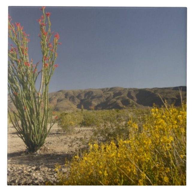 Ocotillo e senna do deserto (Frente)