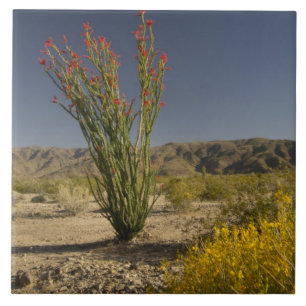 Ocotillo e senna do deserto