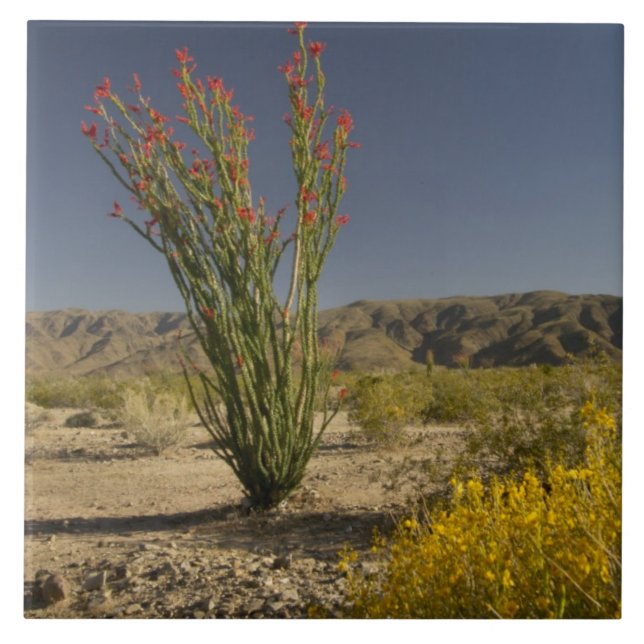Ocotillo e senna do deserto (Frente)