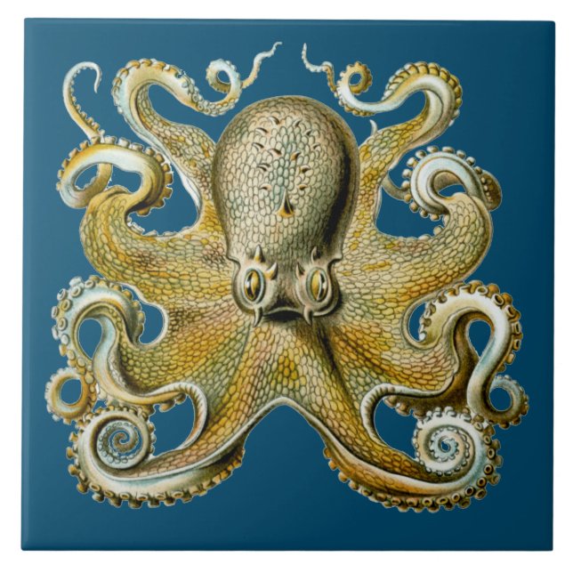 Octopus (Frente)