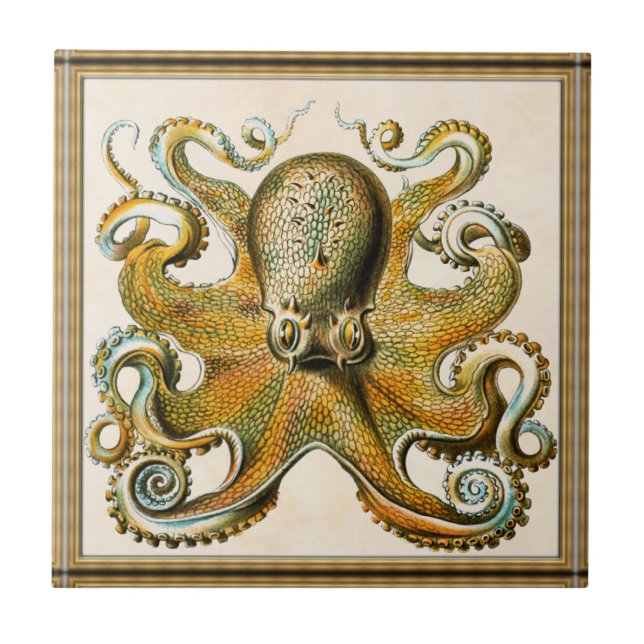 Octopus (Frente)