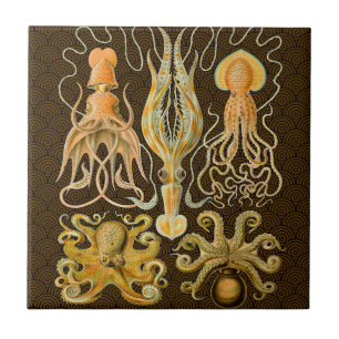 Octopus de Vintage Cephalopods
