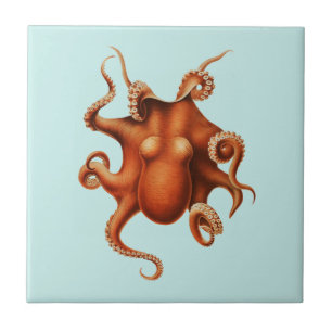 OCTOPUS SEALIFE AZULEJO CERÂMICO