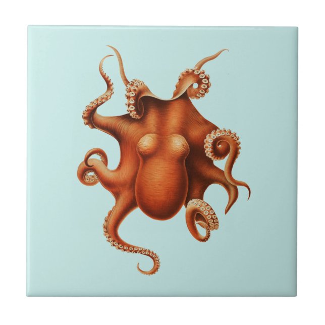 OCTOPUS SEALIFE AZULEJO CERÂMICO (Frente)