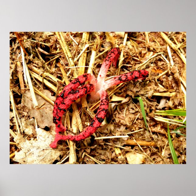 Octopus Stinkhorn Poster (Frente)