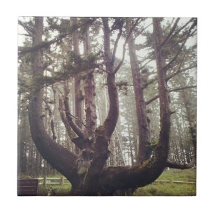 Octopus Tree, Cape Meares, Oregon