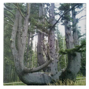 Octopus Tree, Cape Meares, Oregon