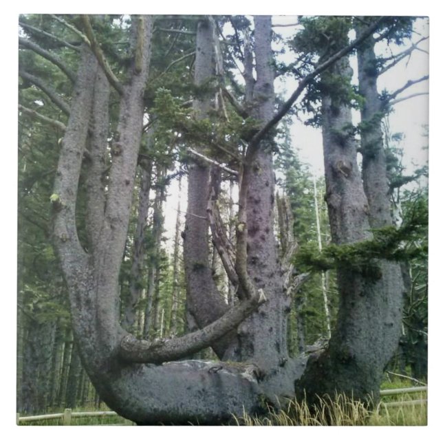 Octopus Tree, Cape Meares, Oregon (Frente)