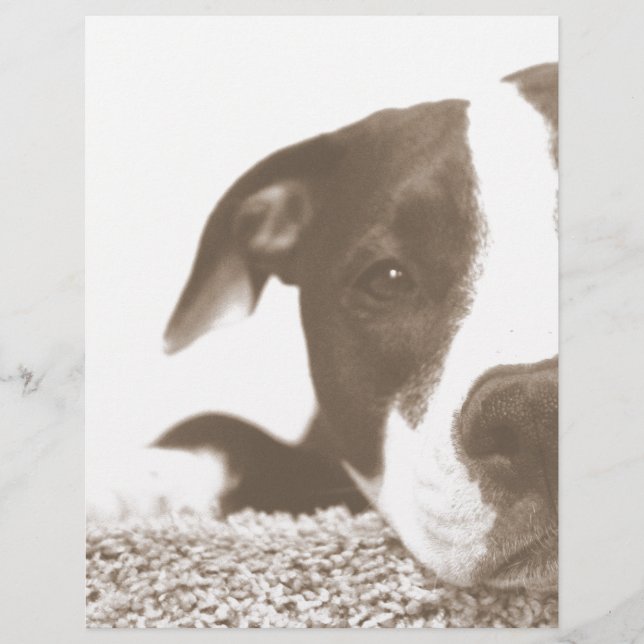odeie o ato não a raça pitbull sepia amigável (Frente)