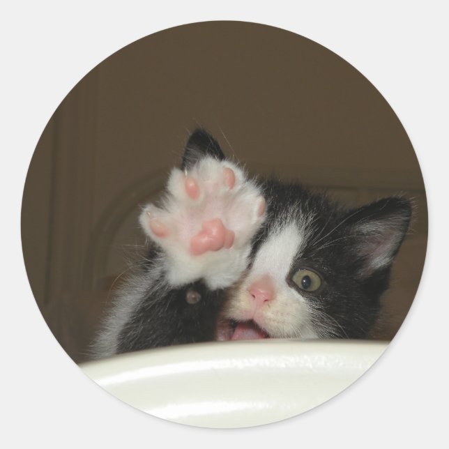 "Oi" Etiquetas de Kitten (Frente)