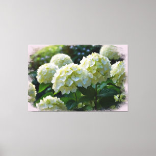 *~* Oil Hydrangea TV2 Art Stretch Canvas Print