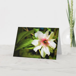 Okame Cherry Tree Blossom, cartão