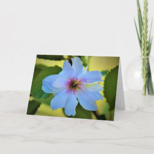 Okame Cherry Tree, cartão