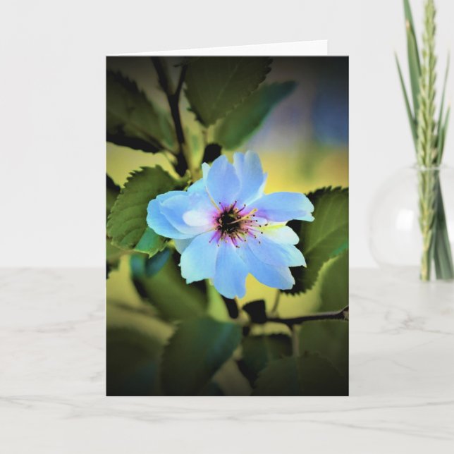 Okame Cherry Tree, cartão (Frente)