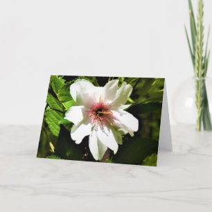 Okame Cherry Tree, cartão