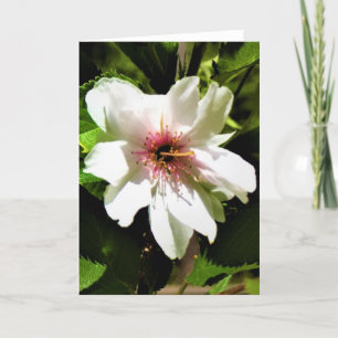 Okame Cherry Tree, cartão