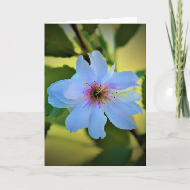 Okame Cherry Tree, cartão (Frente)