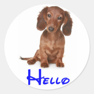 Olá Adesivo / Etiqueta de Cachorro Dachshund Filho