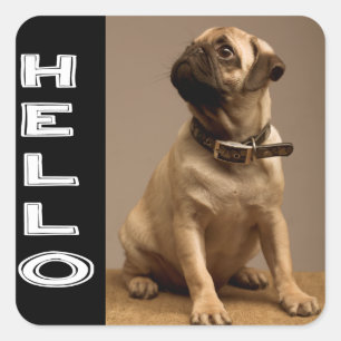 Olá Adesivo / Etiqueta de Cachorro Pug Filhote