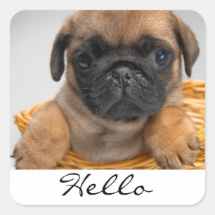 Olá Adesivos de Cachorro Pug Filhote
