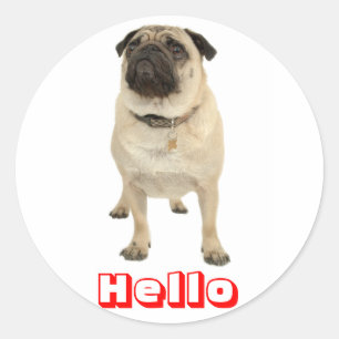 Olá Adesivos de Cachorro Pug Fofinho