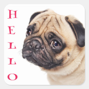 Olá adesivos de saudação Pug cachorrinho