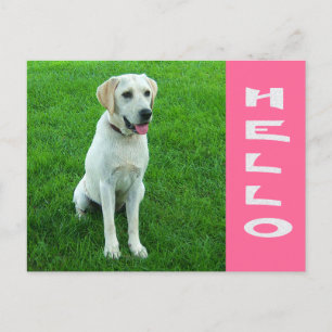 Olá Cachorro Labrador Retriever Rosa Cartão Postal