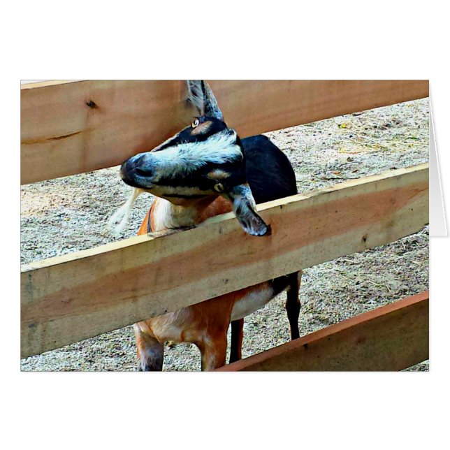 Olá! Cartão de saudação de Goat (Frente Horizontal)