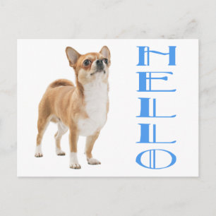 Olá Cartão Postal Cachorrinho Chihuahua
