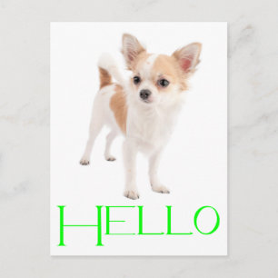 Olá Cartão Postal Cachorrinho Chihuahua