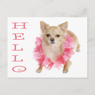 Olá Cartão Postal Cachorrinho Chihuahua