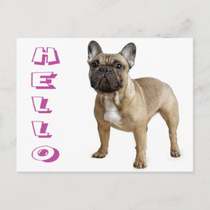 Olá Cartão Postal de Cachorrinho Bulldog Francês
