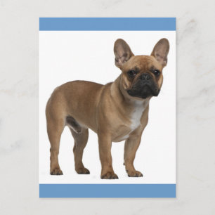 Olá Cartão Postal de Cachorrinho Bulldog Francês