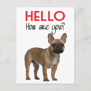 Olá Cartão Postal de Cachorrinho Bulldog Francês