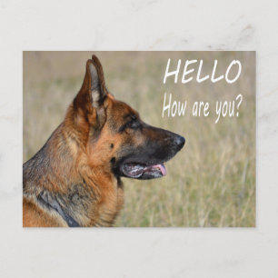 Olá cartão postal de cachorrinho Pastor Alemão