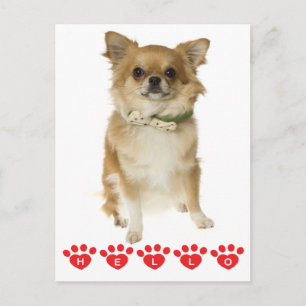 Olá Cartão Postal de Cachorro Filhote Chihuahua