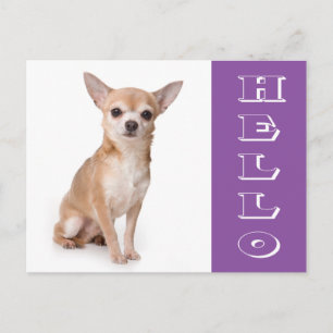 Olá Cartão Postal de Cachorro Filhote Chihuahua