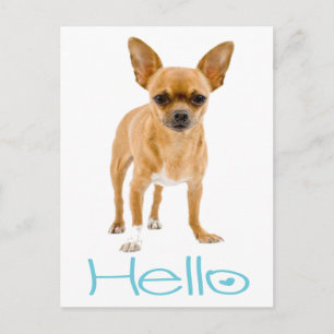 Olá Cartão Postal de Cachorro Filhote Chihuahua
