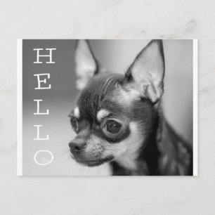 Olá Cartão Postal de Cachorro Filhote Chihuahua